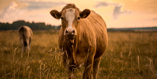 We use beef tallow from grass fed cows in our body butter